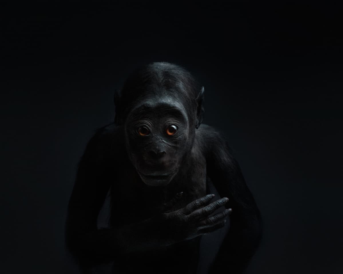 Perttu Saksa: Echo (2012)