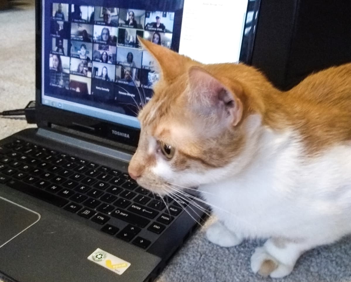 kissa tietokoneruudun vieressä ja ruudulla näkyy useita zoom-videopalaverissa.