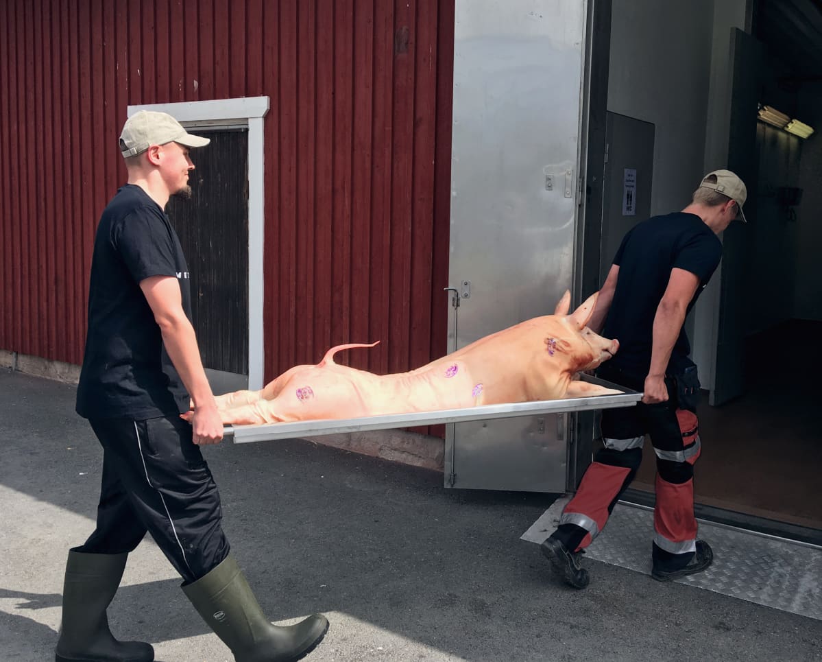 Palvattua porsasta valmistellaan Ypäjänkylän porsasjuhlia varten.