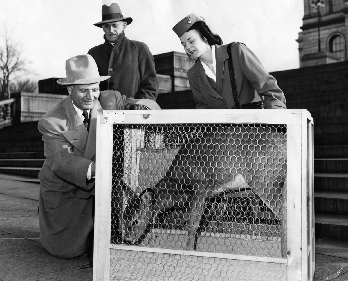 Valkohäntäpeuroja lähetetään Suomeen vuonna 1948
