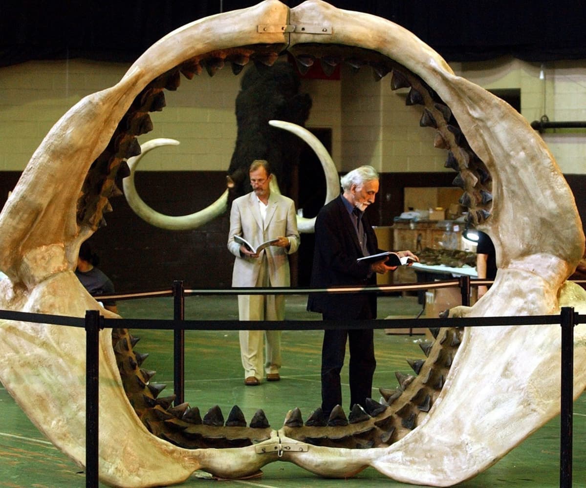 Kaksi miestä kuvattuna megalodonin ammottavien leukaluiden välitse.
