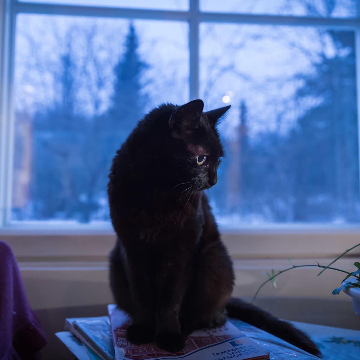 Anneli Kanto, kirjailijat, Suomen sisällissota , Punakaarti, Veriruusut