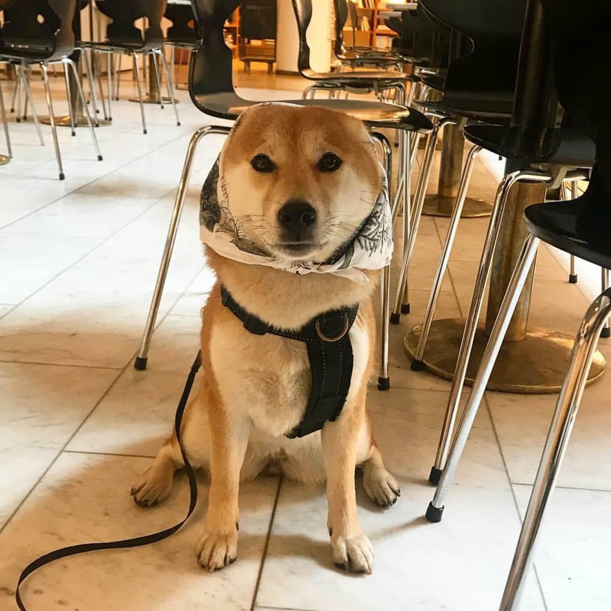 Siba inu