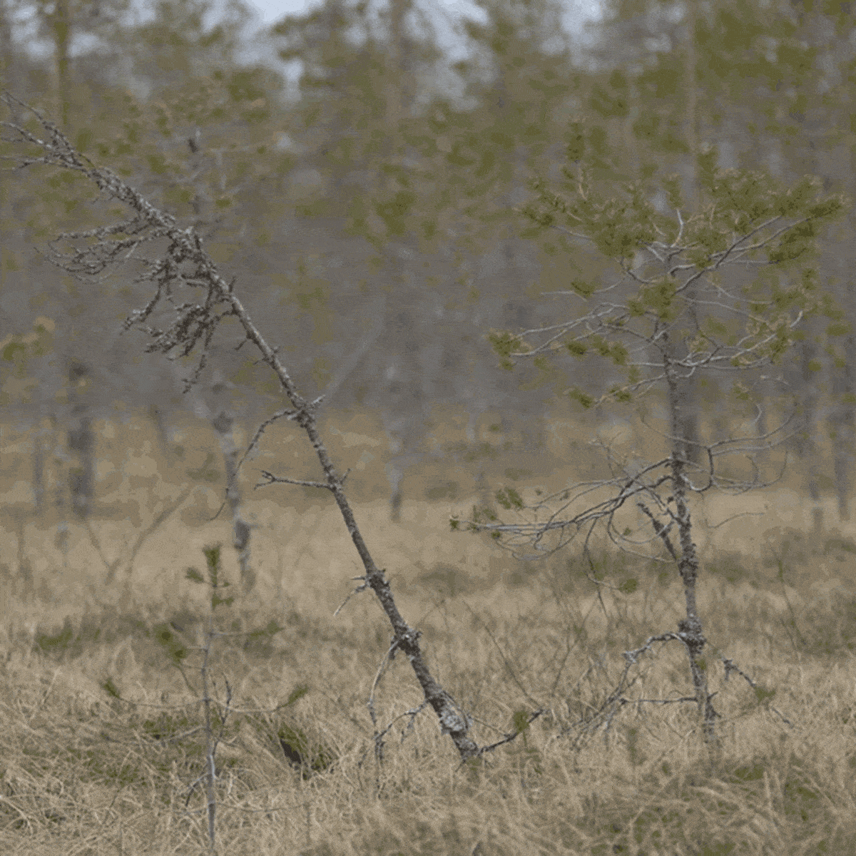Kitukasvuisia puita suolla.