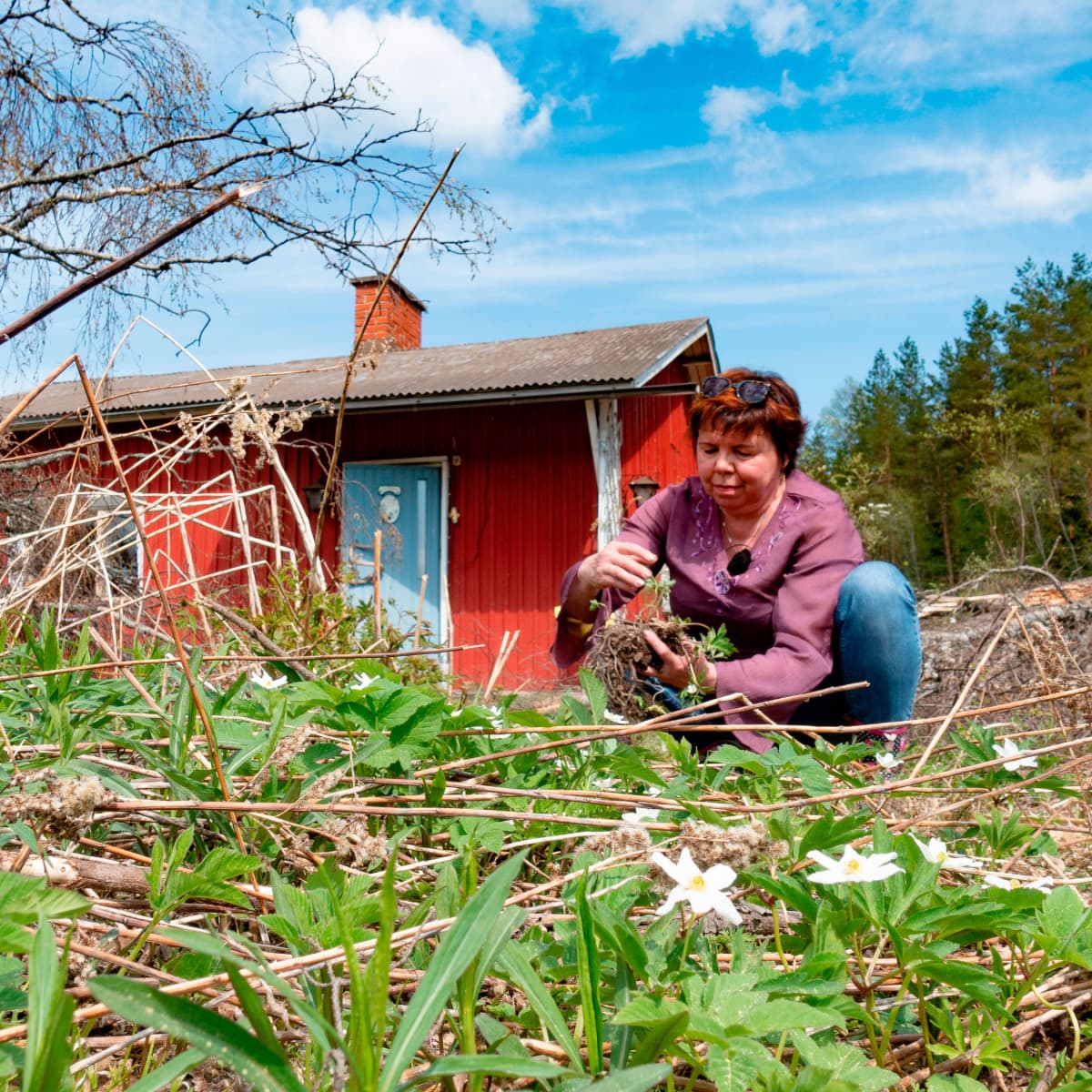 Tuija Rautiainen kerää kukkia entisen kotinsa pihasta.