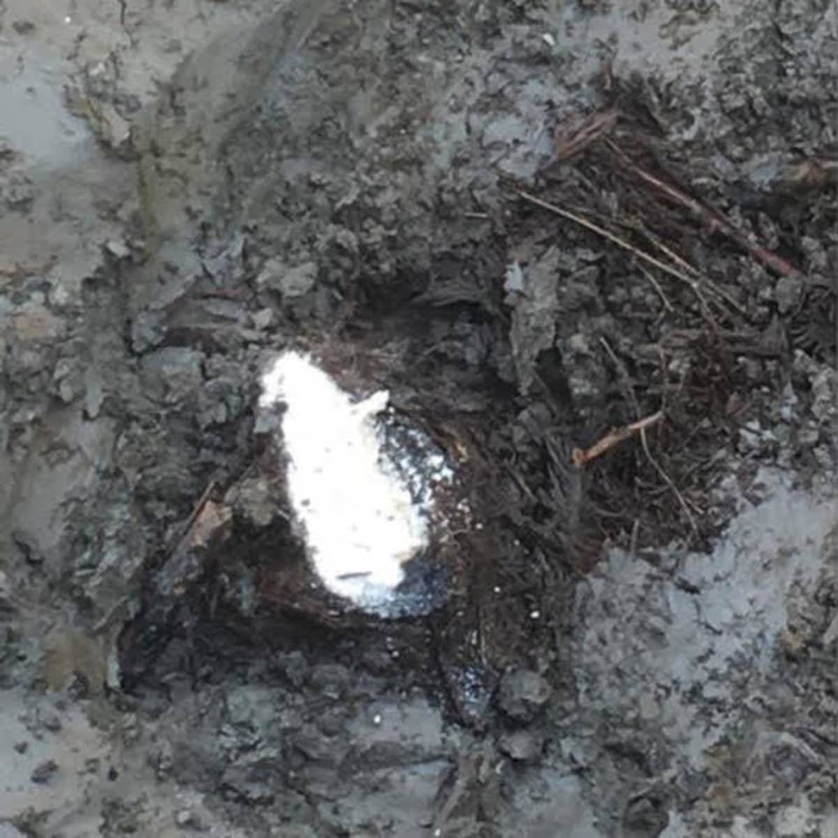 Hevoshaudasta löydettyä luuta ja karvoja.