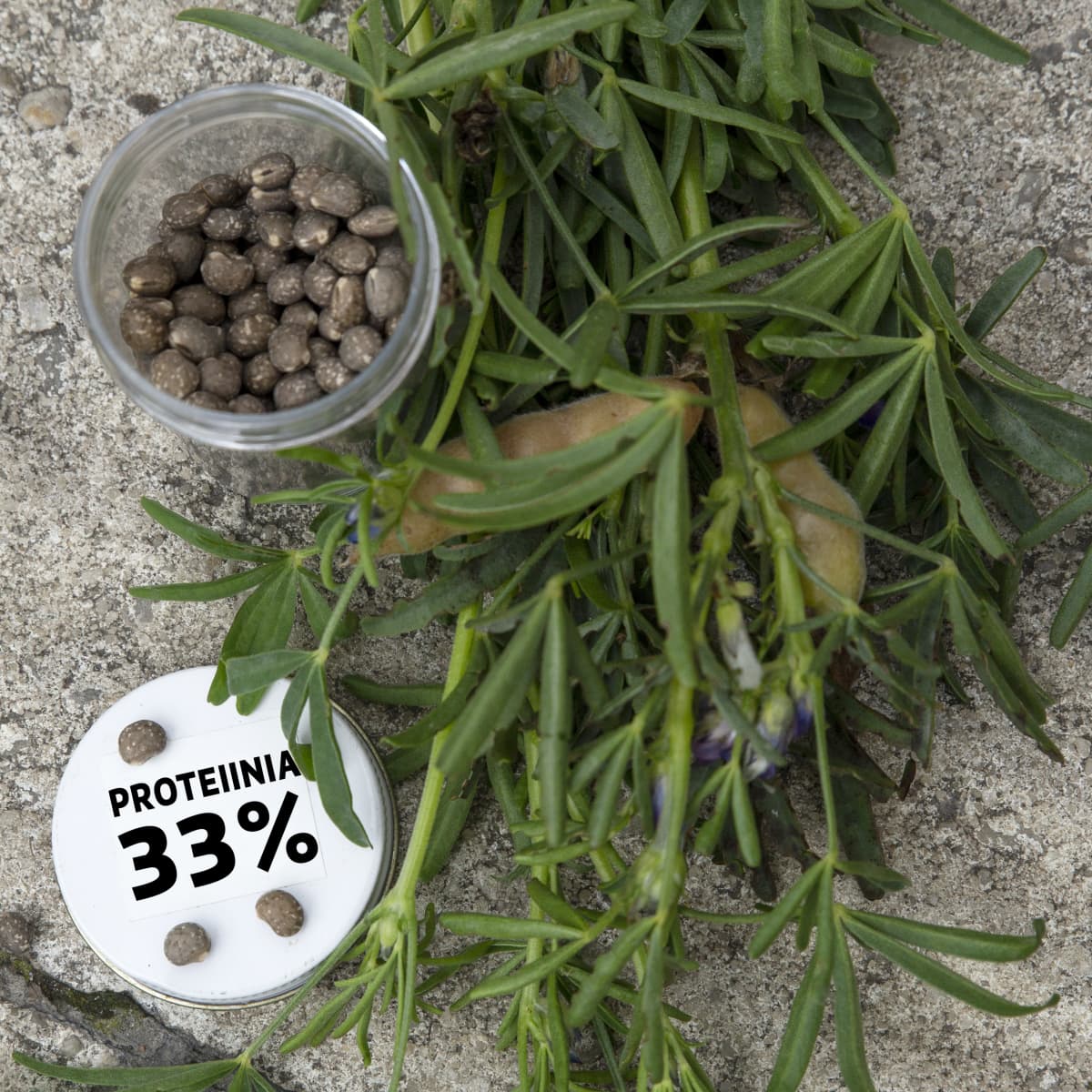 Sinilupiinin siemeniä ja kyltti: proteiinia 33%.