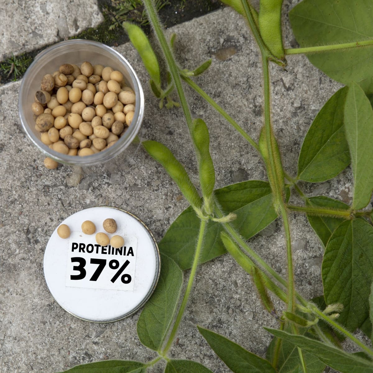 Soijapapuja ja kyltti: proteiinia 37%.