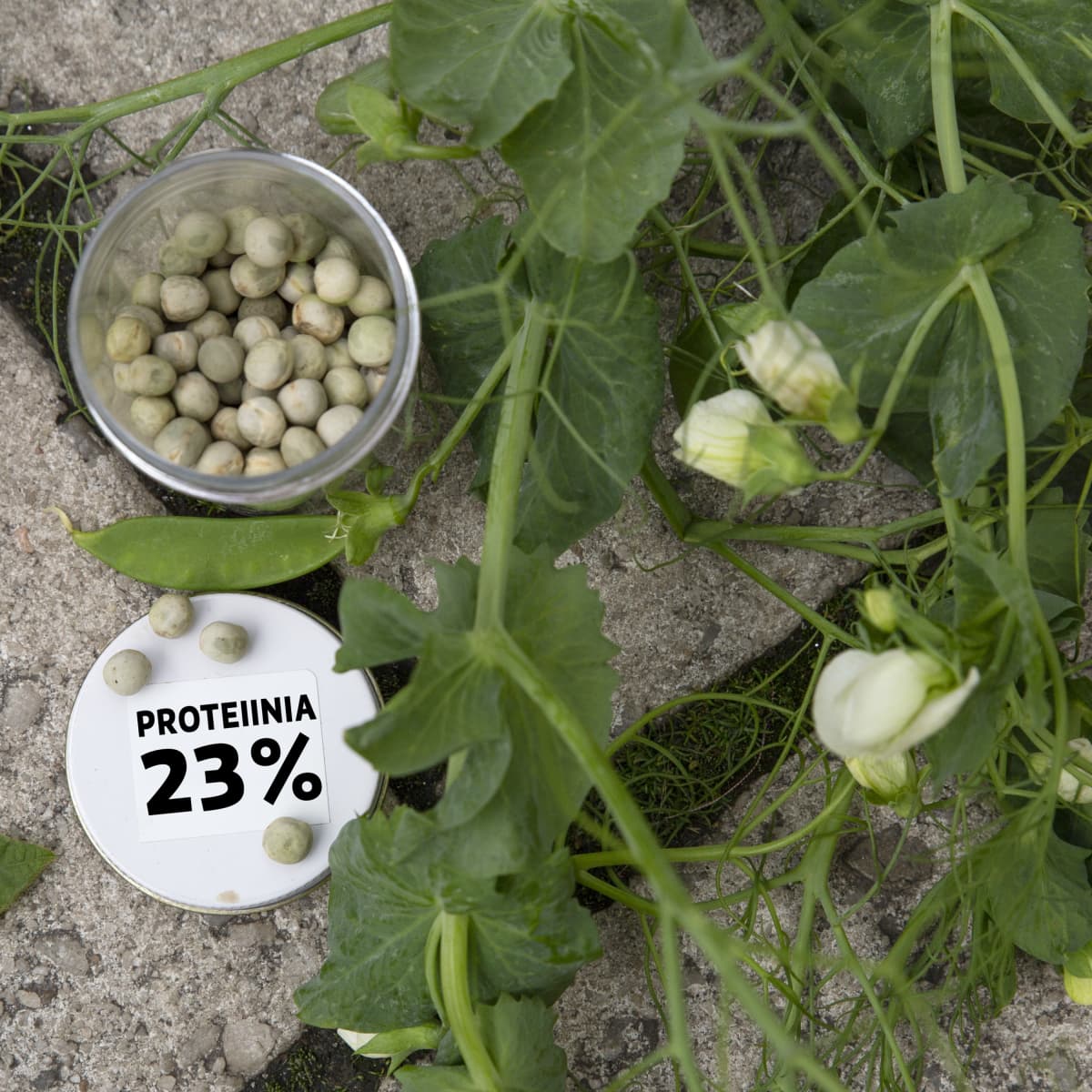Herneitä ja kyltti: proteiinia 23%.