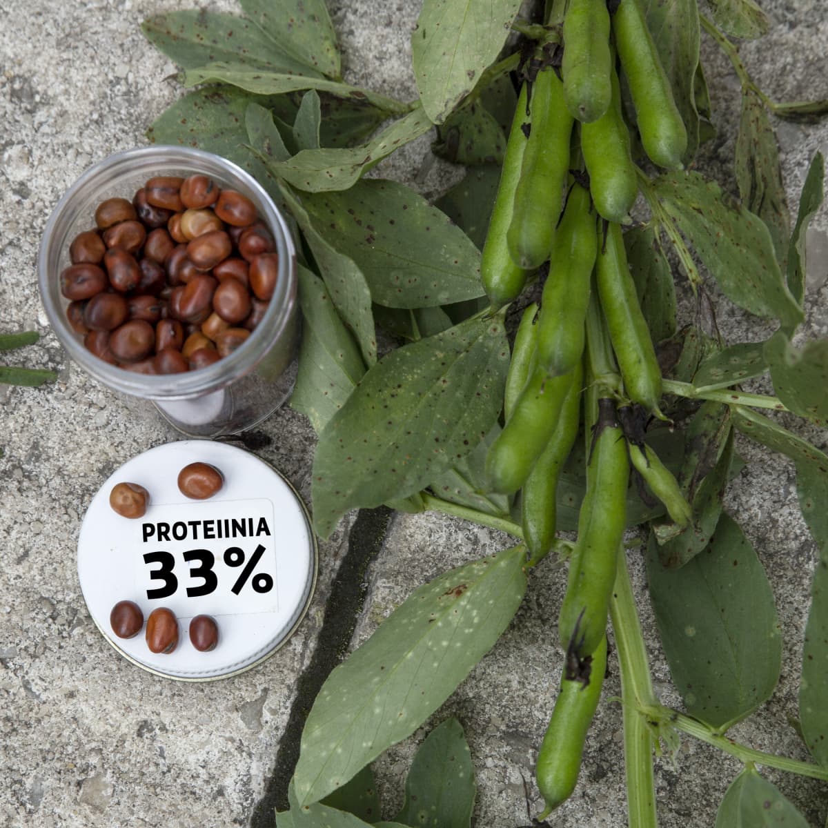 Härkäpapuja ja kyltti: proteiinia 35%.