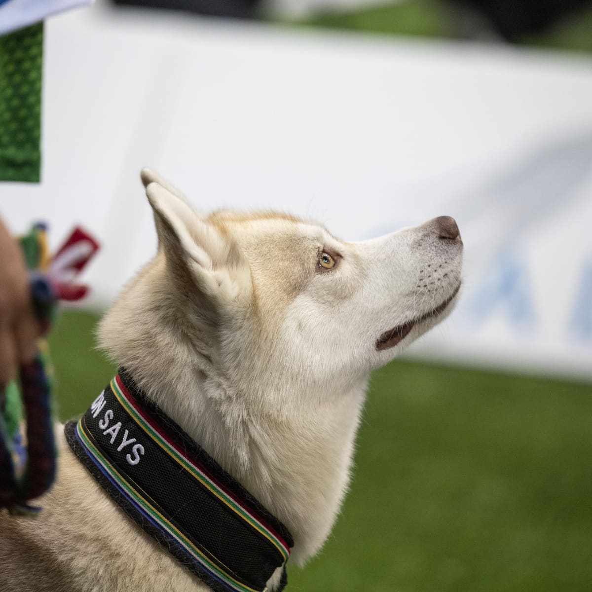 Husky