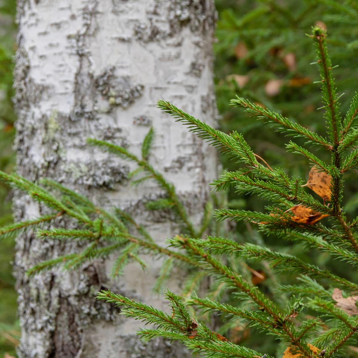 Kestävä metsä kuusi ja koivu