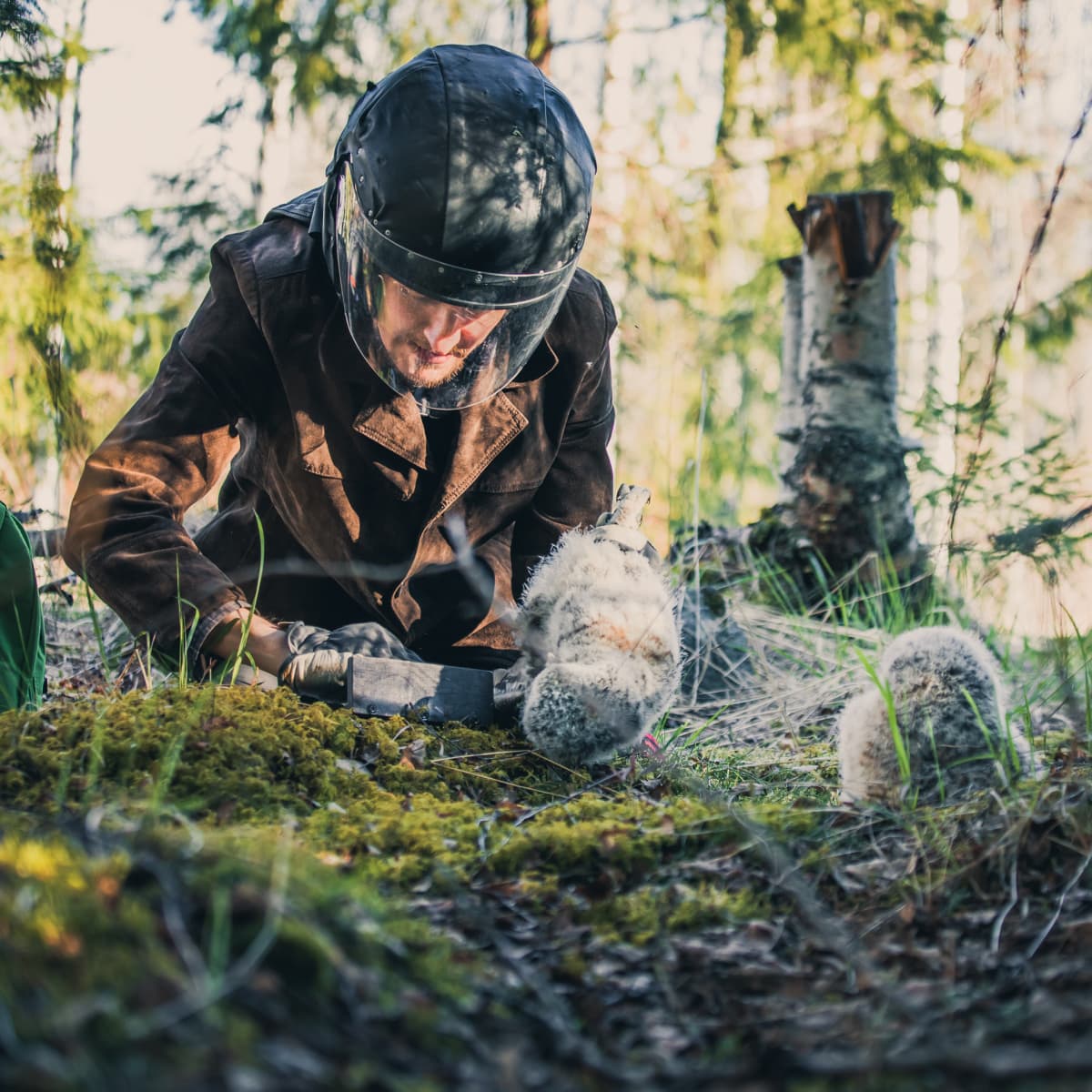 Rengastaja kerää tietoja viirupöllön poikasista