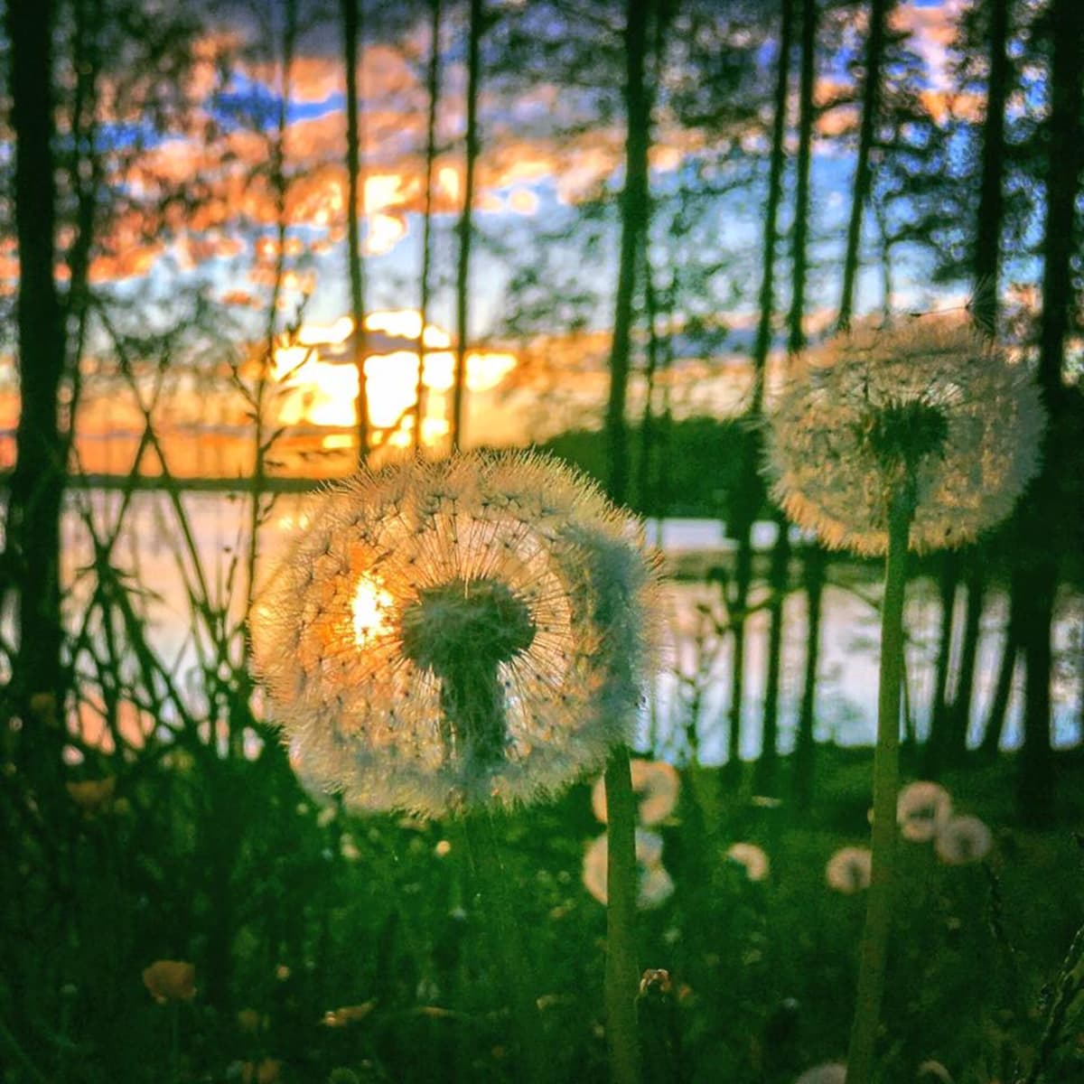 Voikukan hahtuvapalloja auringonlaskun värjäämässä järvimaisemassa