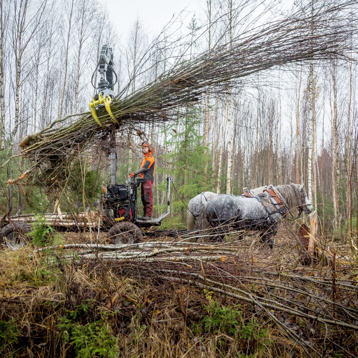 Bocas ja Parooni metsätöissä Parkanossa.