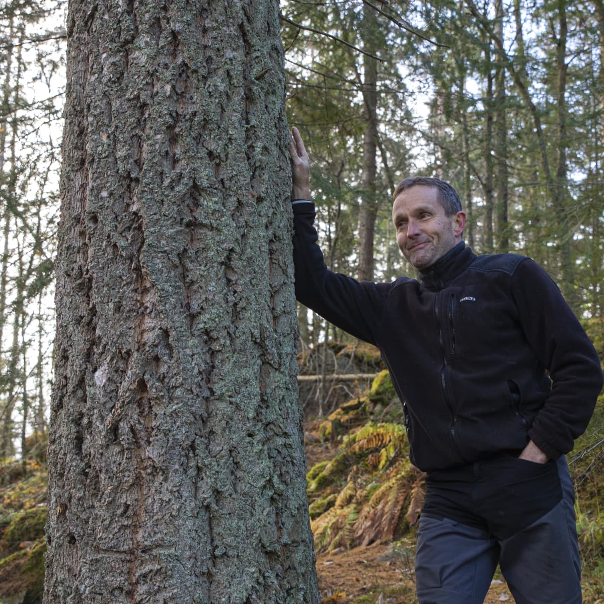 Mustilan Arboretumin toiminnanjohtaja Jukka Reinikainen nojailee douglaskuuseen.
