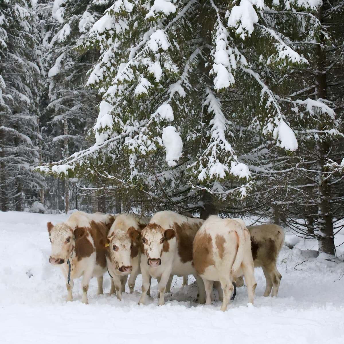 Kyyttöjä kuusen alla Ilmari Majurin laitumella.