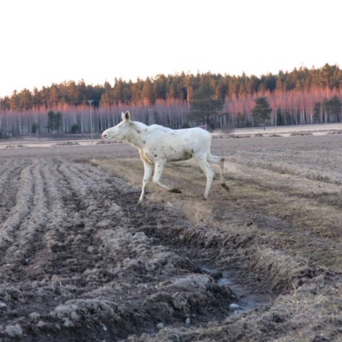 Valkoinen hirvi juoksee pellolla.