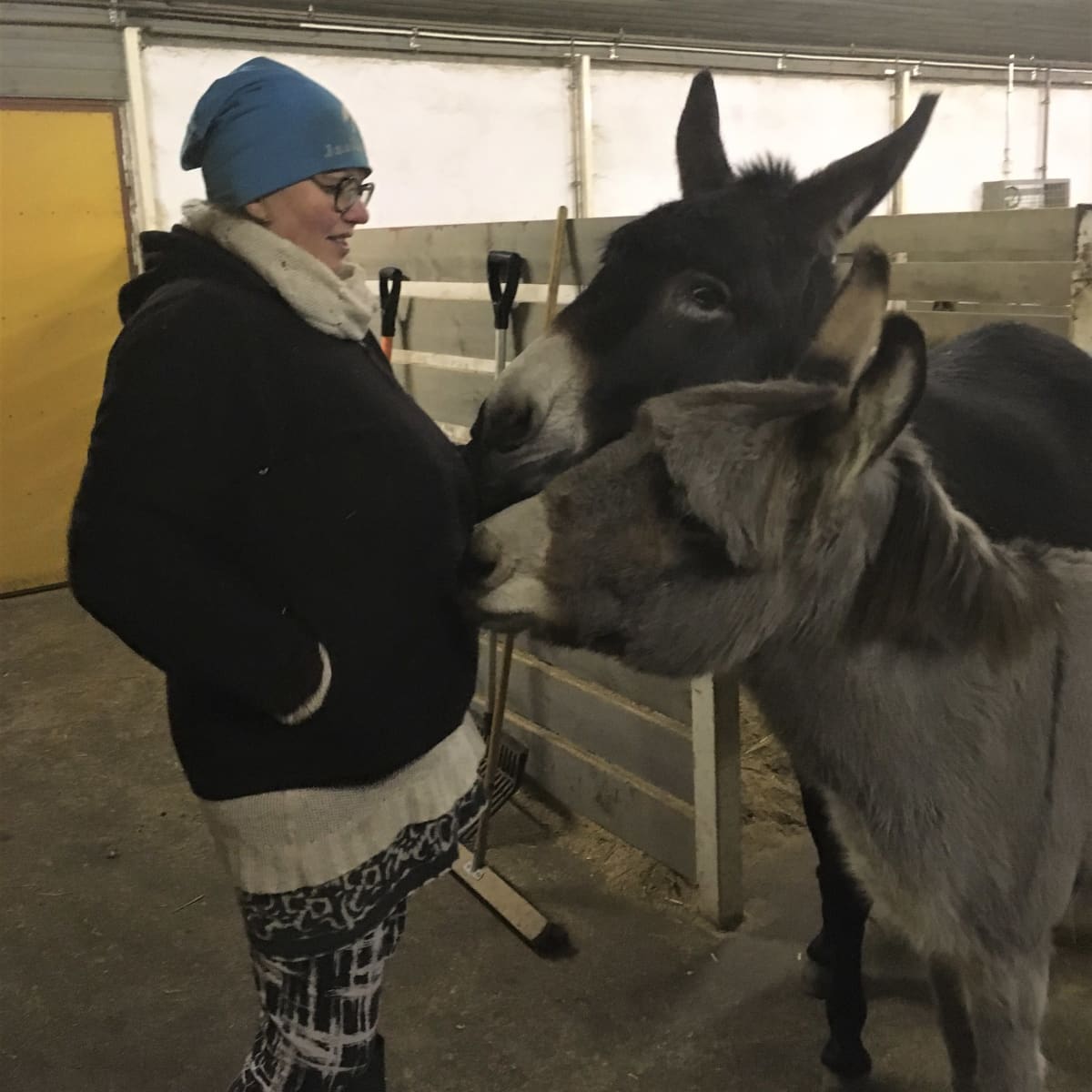 Marianne Jaakkola hellii aasejaan Asnia ja Peppiinaa.