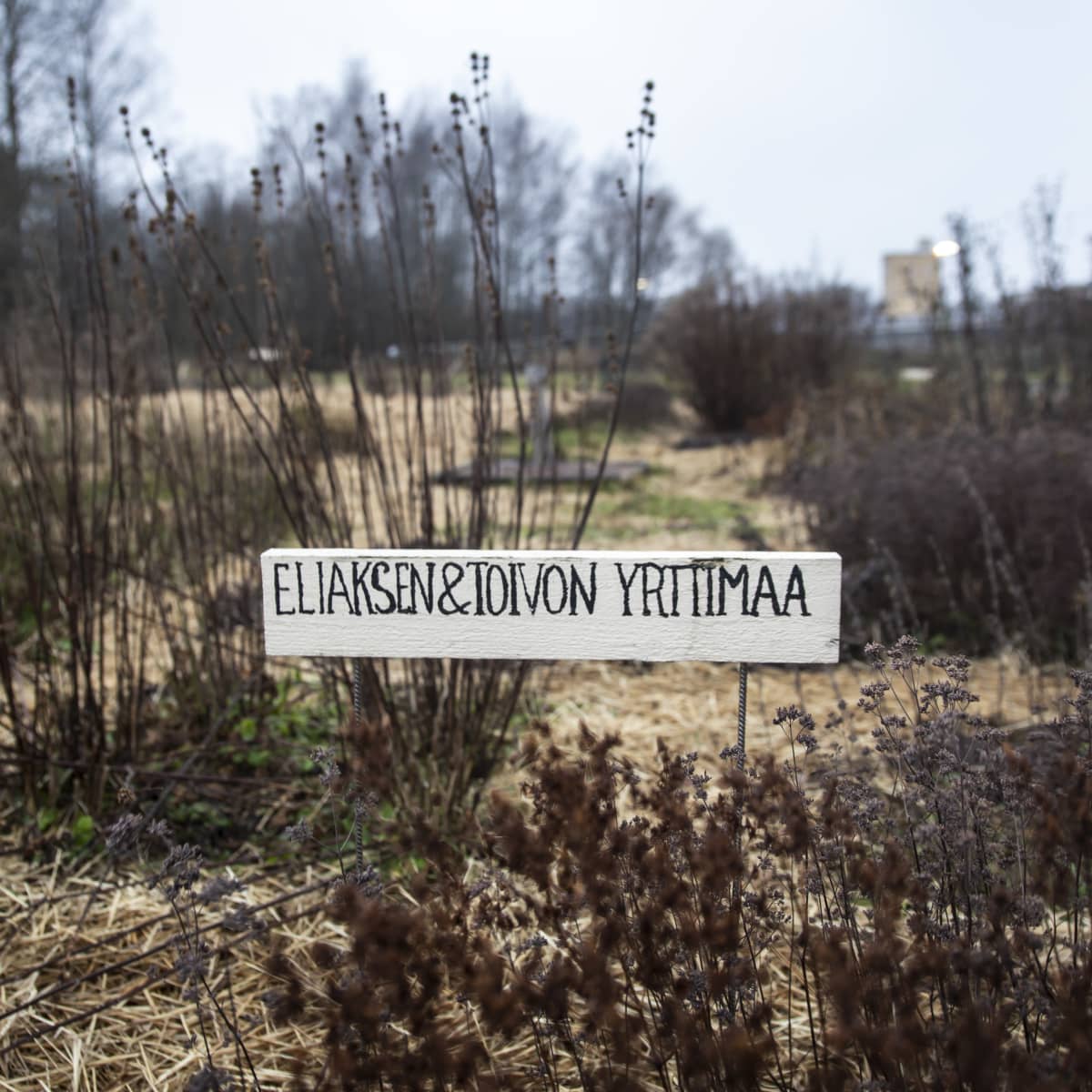 Eliaksen & Toivon yrttimaa Annalan huvilan puutarhapalstoilla