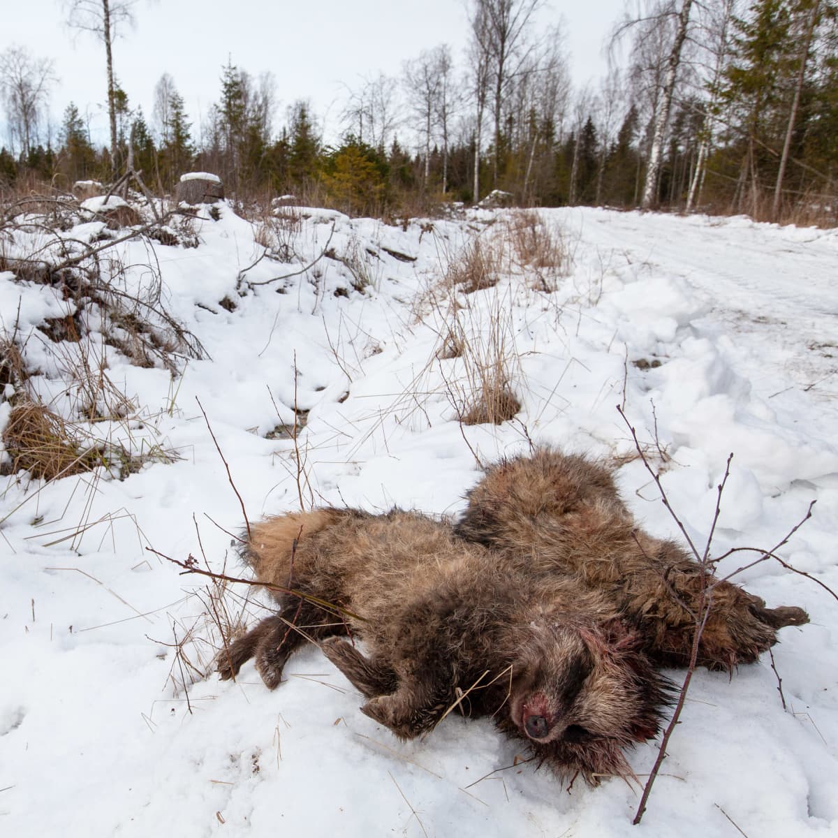 Pienpetojahdin tuloksena metsästetyt supikoirat hangella.