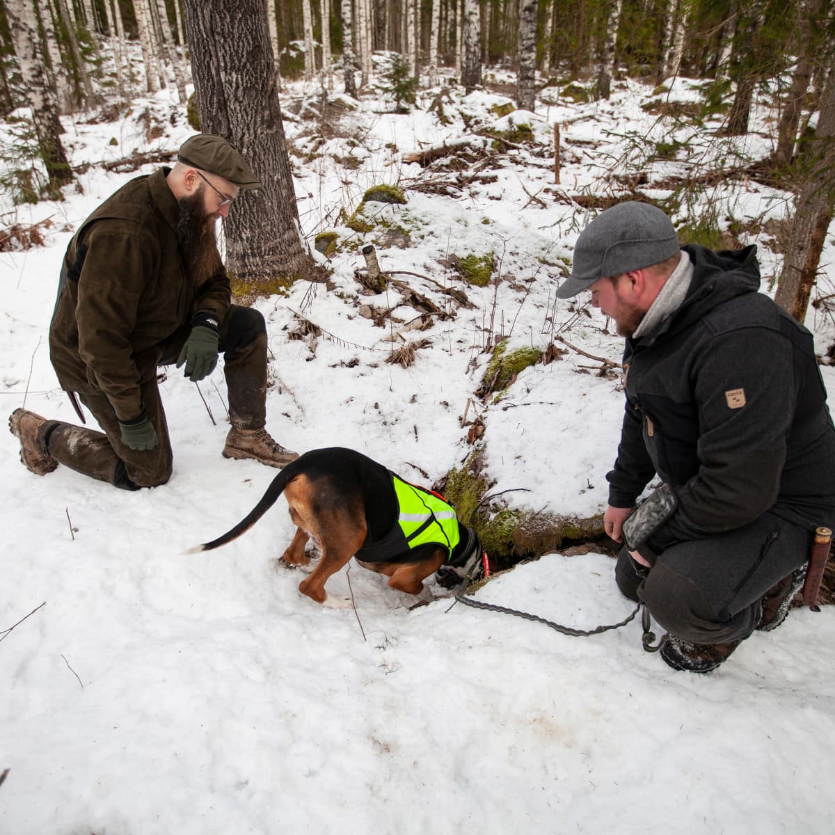 Sakari Paunila (vas.) ja Mika Honkiniemi seuraavat suomenajokoira Tikan toimintaa supikoirajahdissa.