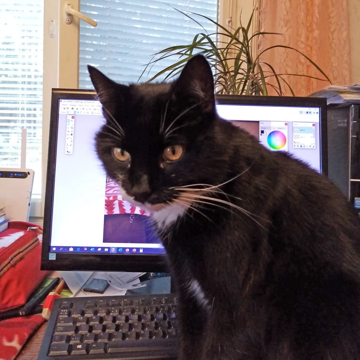 Kissa tietokoneen näytön edessä.
