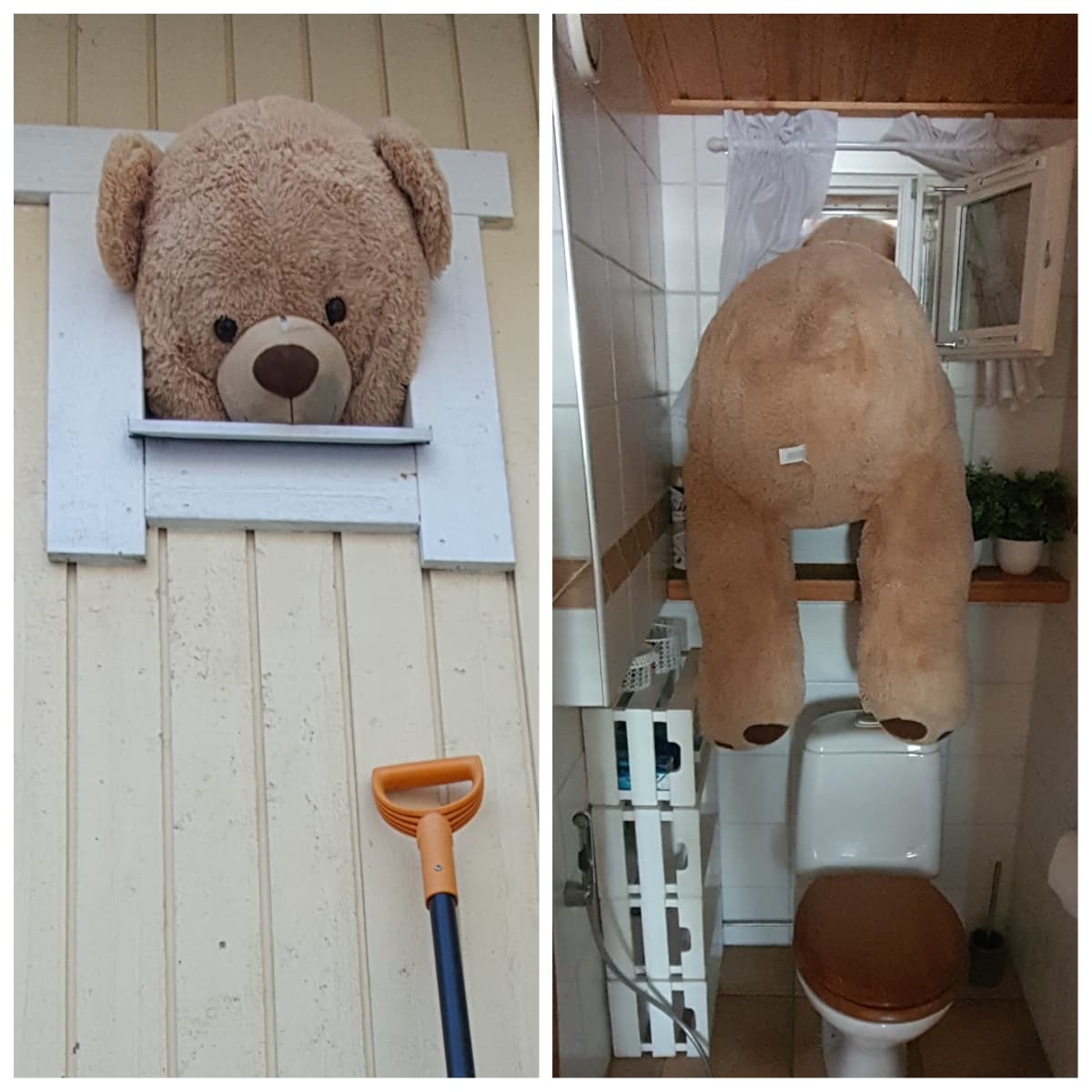 Nalle täyttää koko ikkunan.
