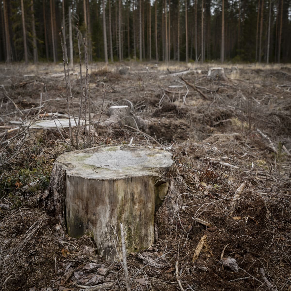 Kanto hakkuuaukealla.