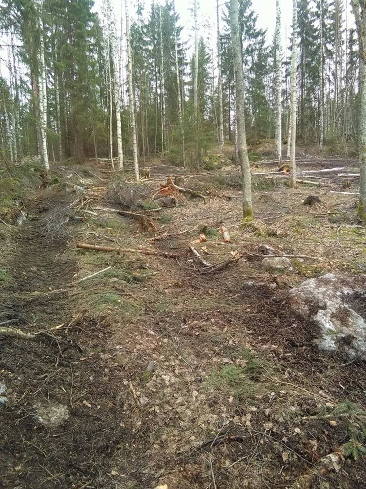 Hakattu metsä Niihamassa Tampereella