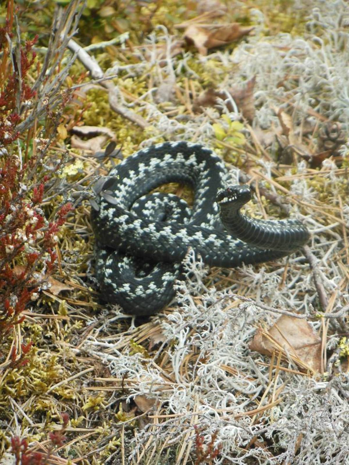 Kyykäärme