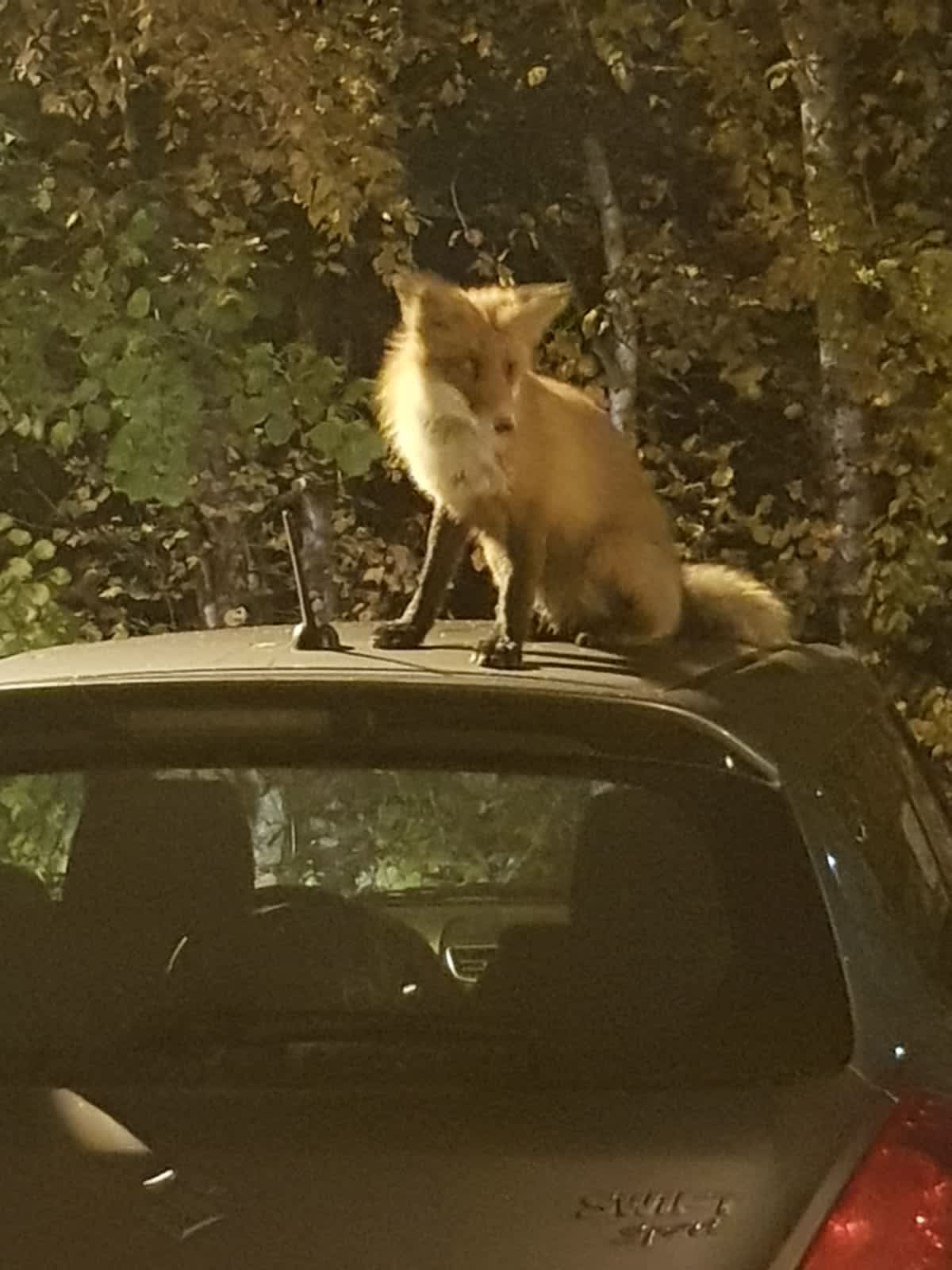 Osku tähystää auton katolla.
