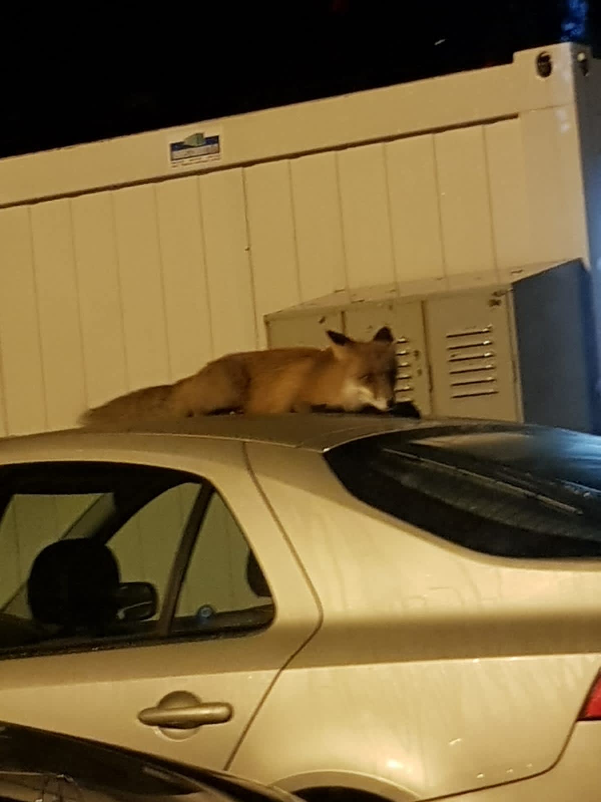Osku lepäilee auton katolla.