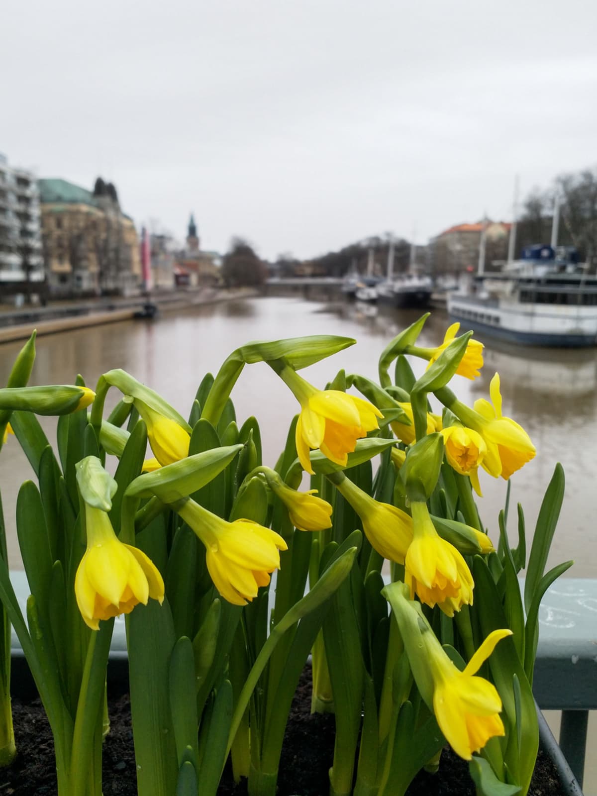 Turku kaunistetaan joka kevät narsisseilla.