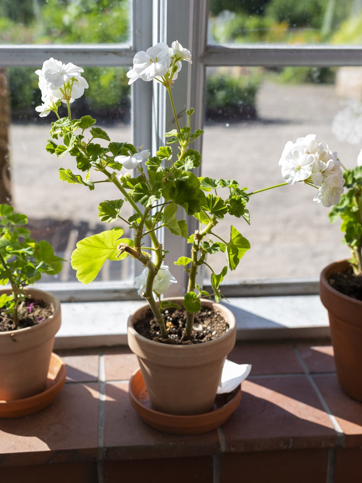 Pelargoni ikkunalaudalla.