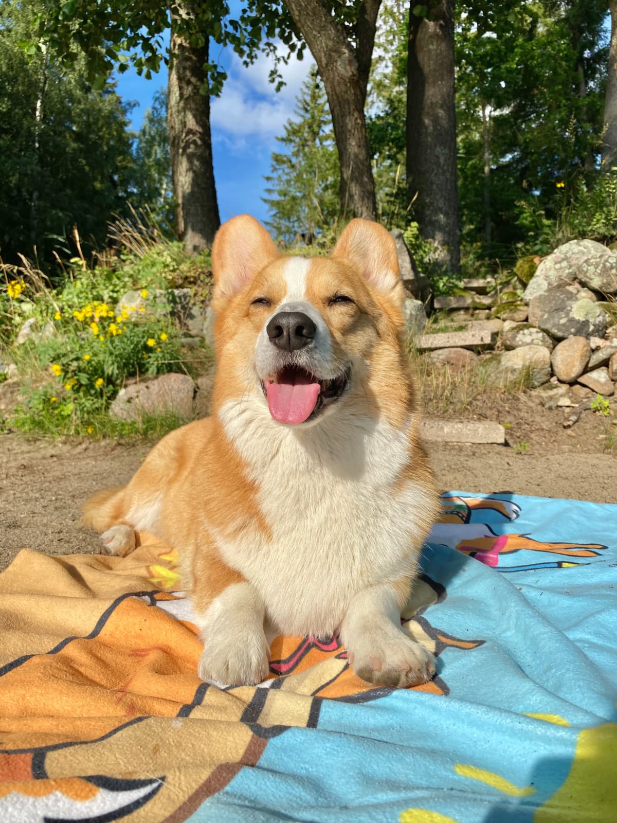 Welsh corgi -koira nautiskelee auringosta