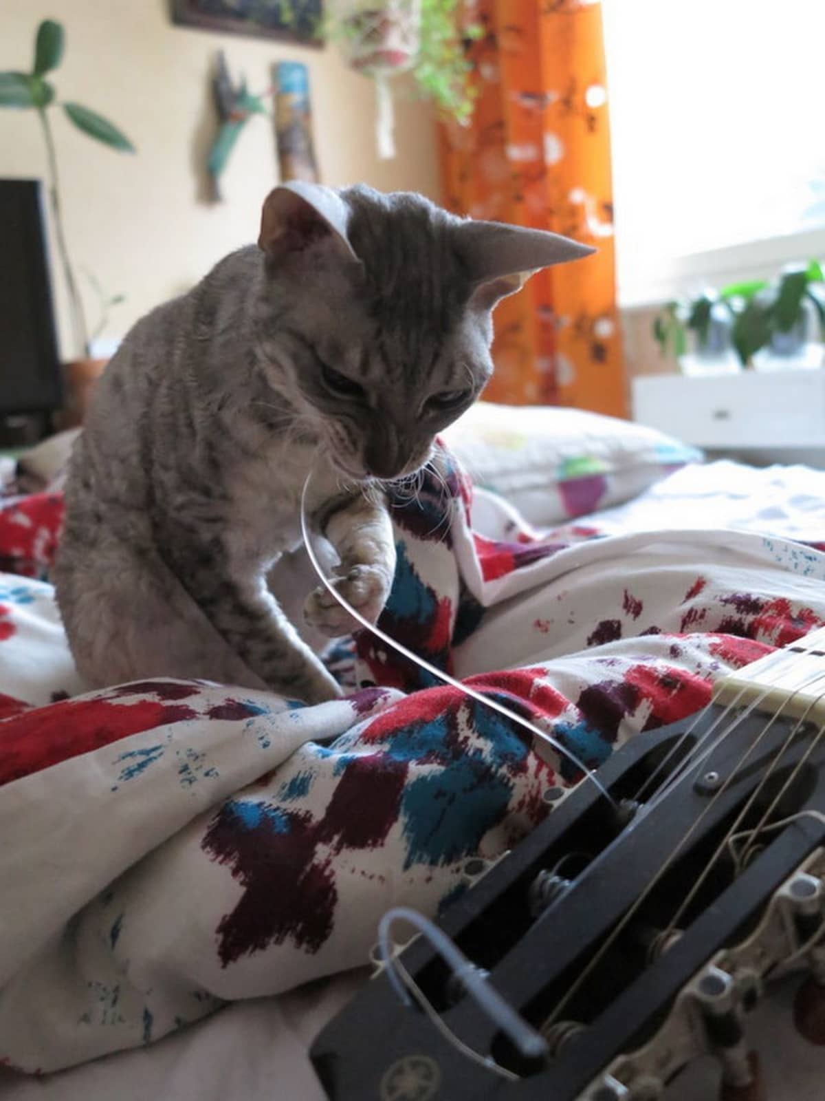 Kissa ja kitara