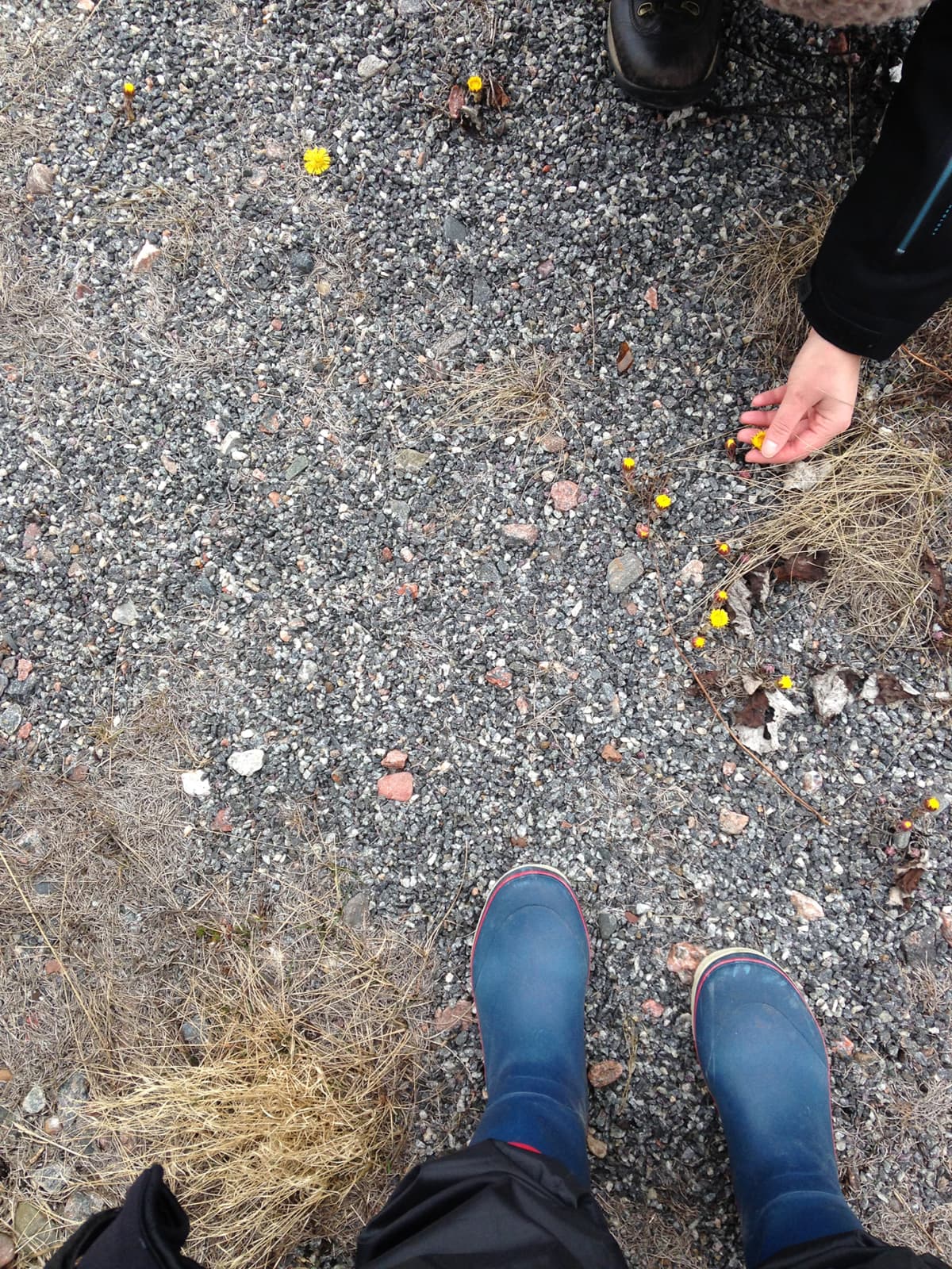 Leskenlehtiä valokuvattuna Utön saarella 28. maaliskuuta.