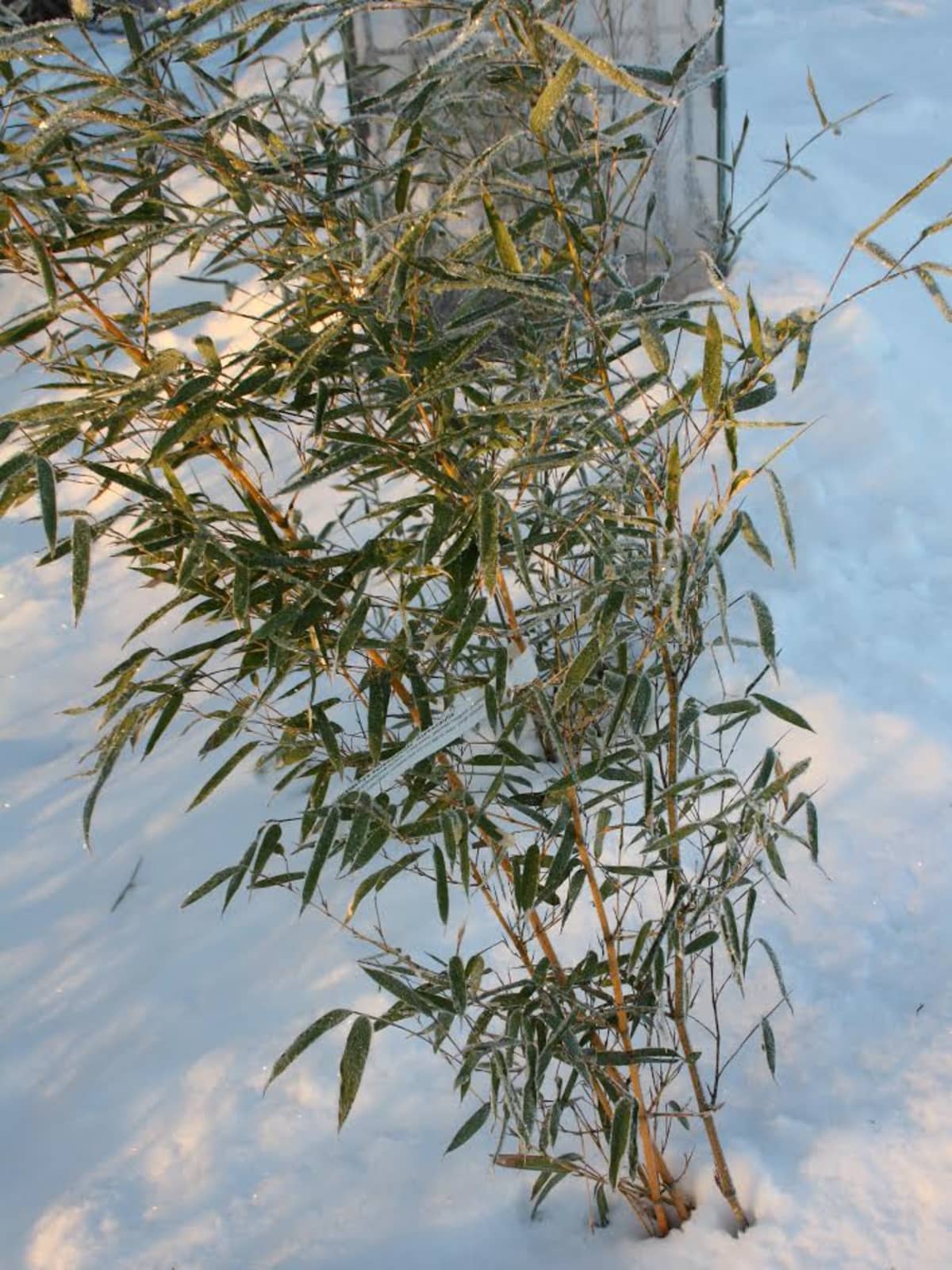 Talvehtiva bambu