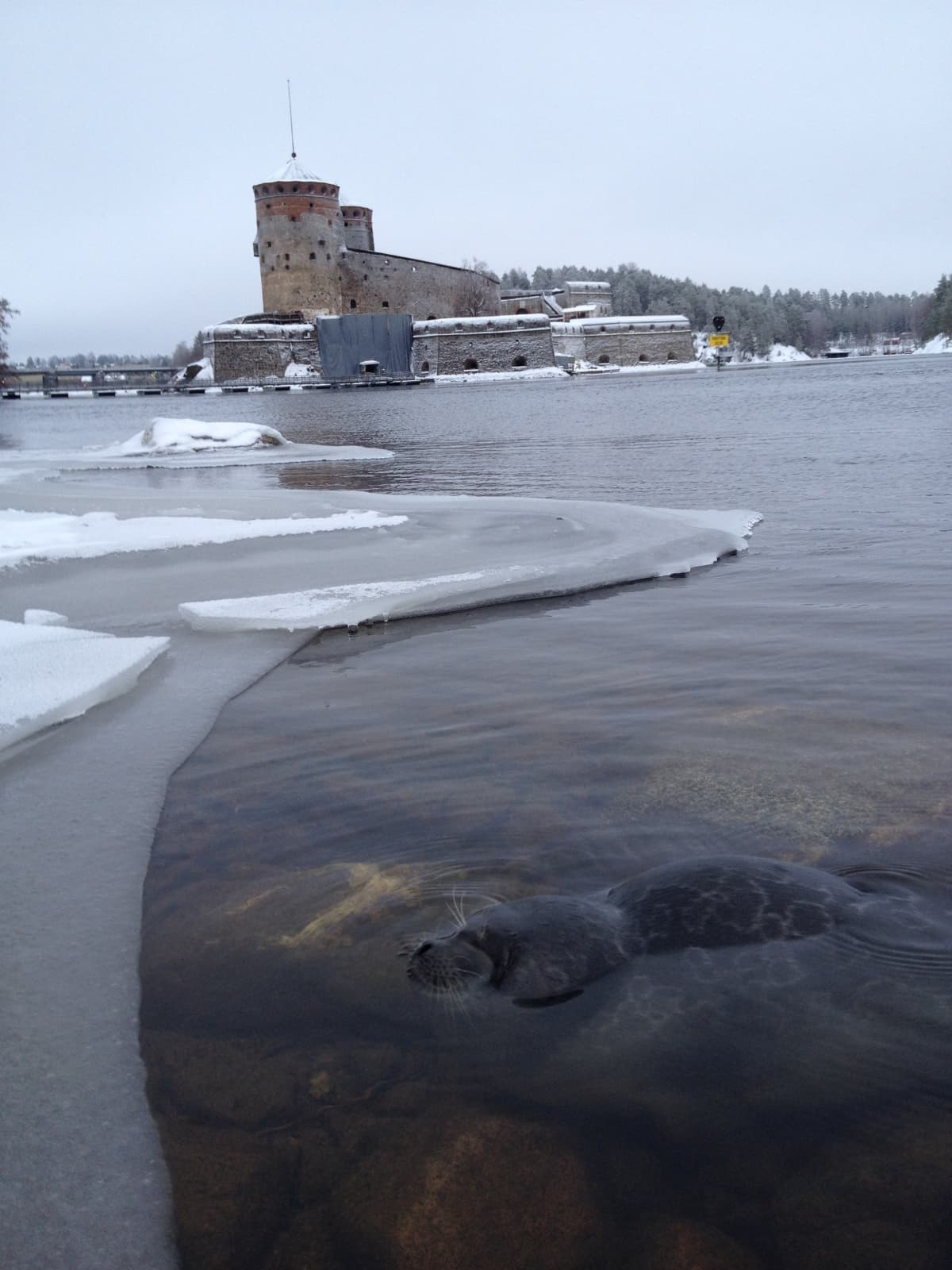 Huonokuntoinen norppa Olavinlinnan lähistöllä.