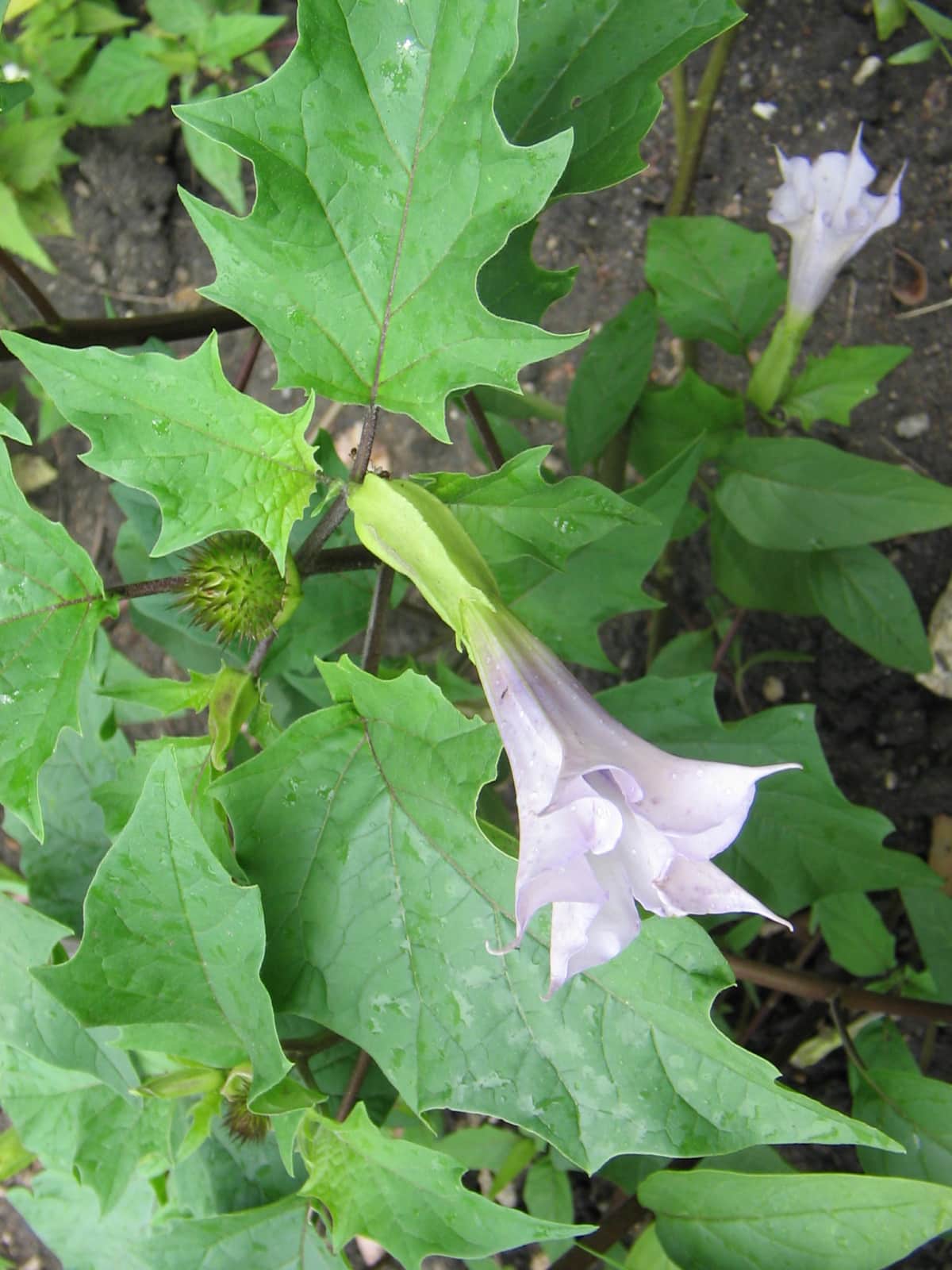 Hulluruoho