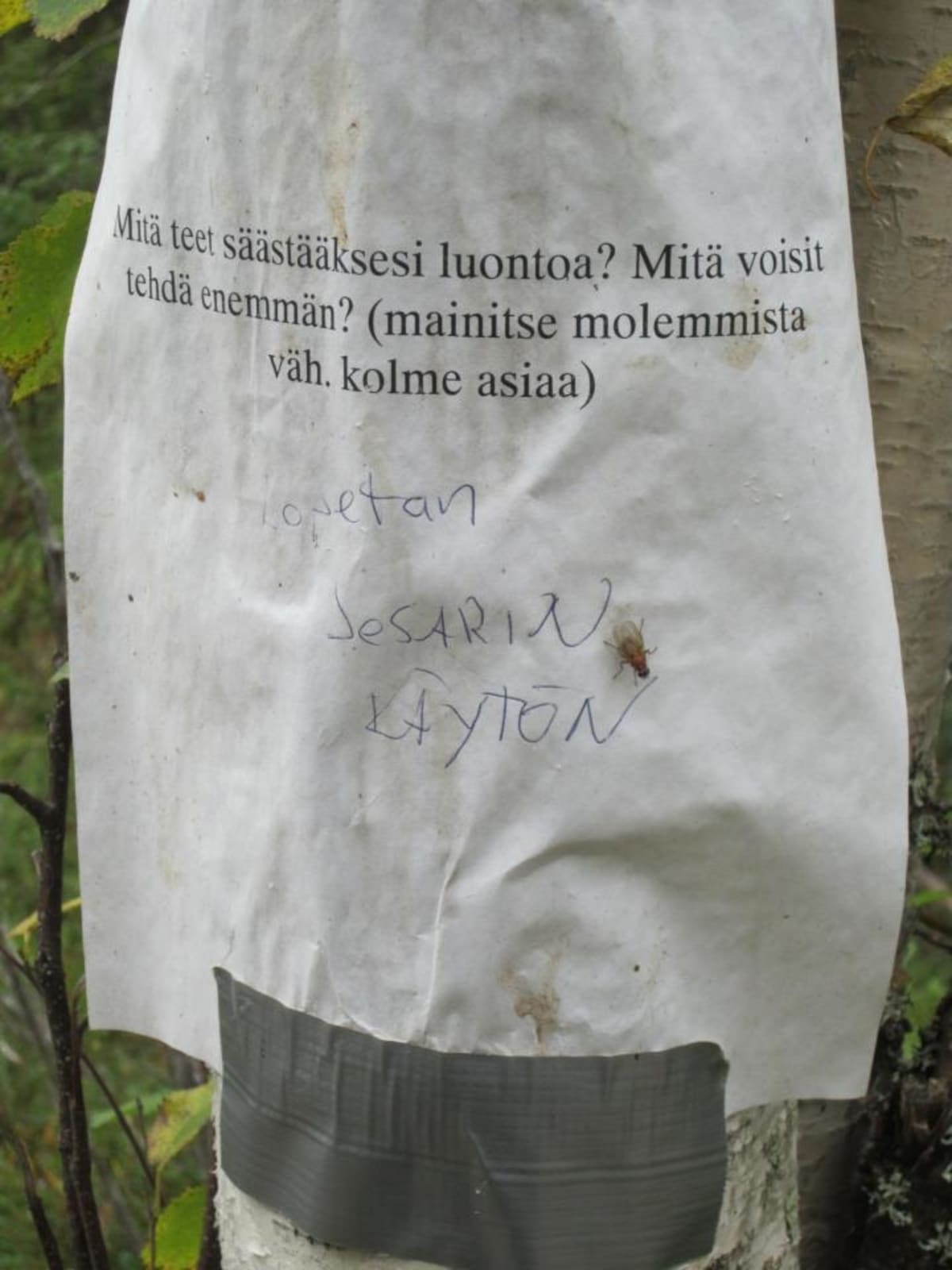 Jesariteksti puussa.
