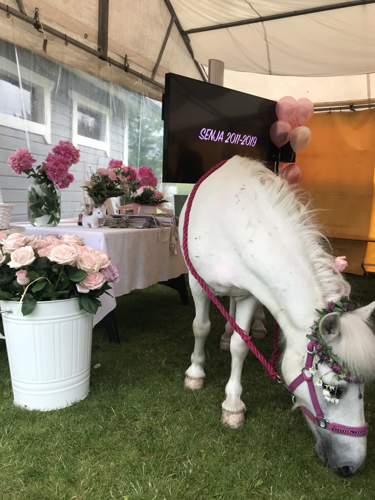 Varpu Hintsasen lapsen hautajaiset, poni