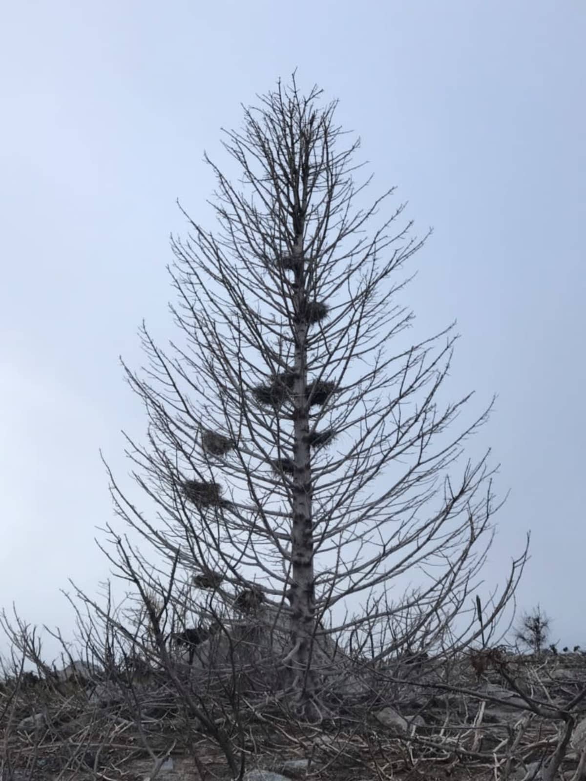 Merimetson pesiä puussa
