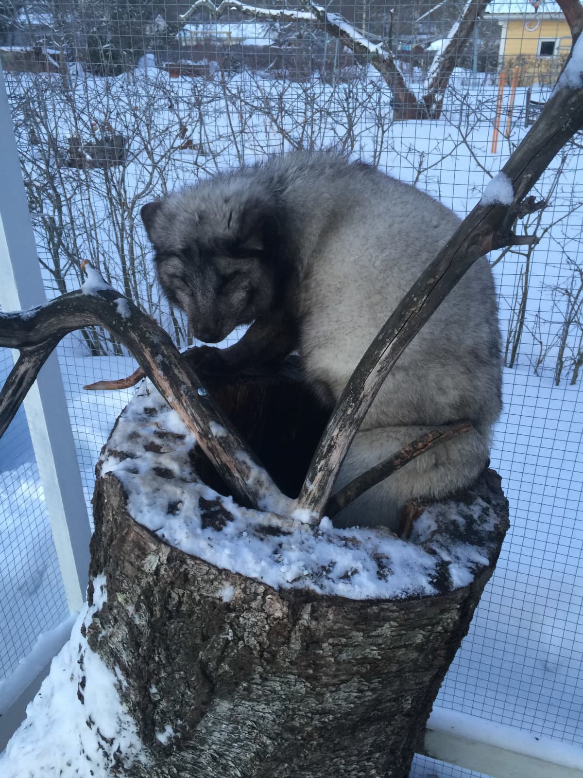 Kuvassa sinikettu Urho Jarmo Lautamäen pihalla.
