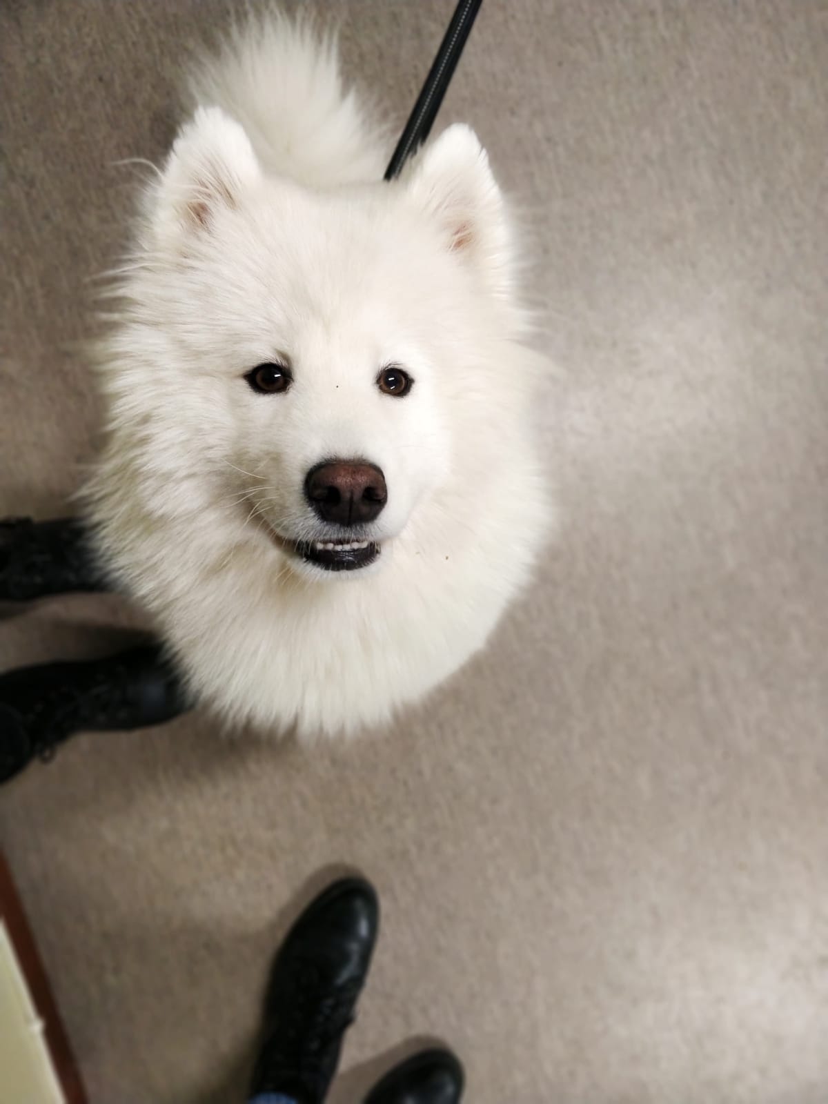 Samojedinkoira Nuppu on tyytyväinen koirahieronnan jälkeen.