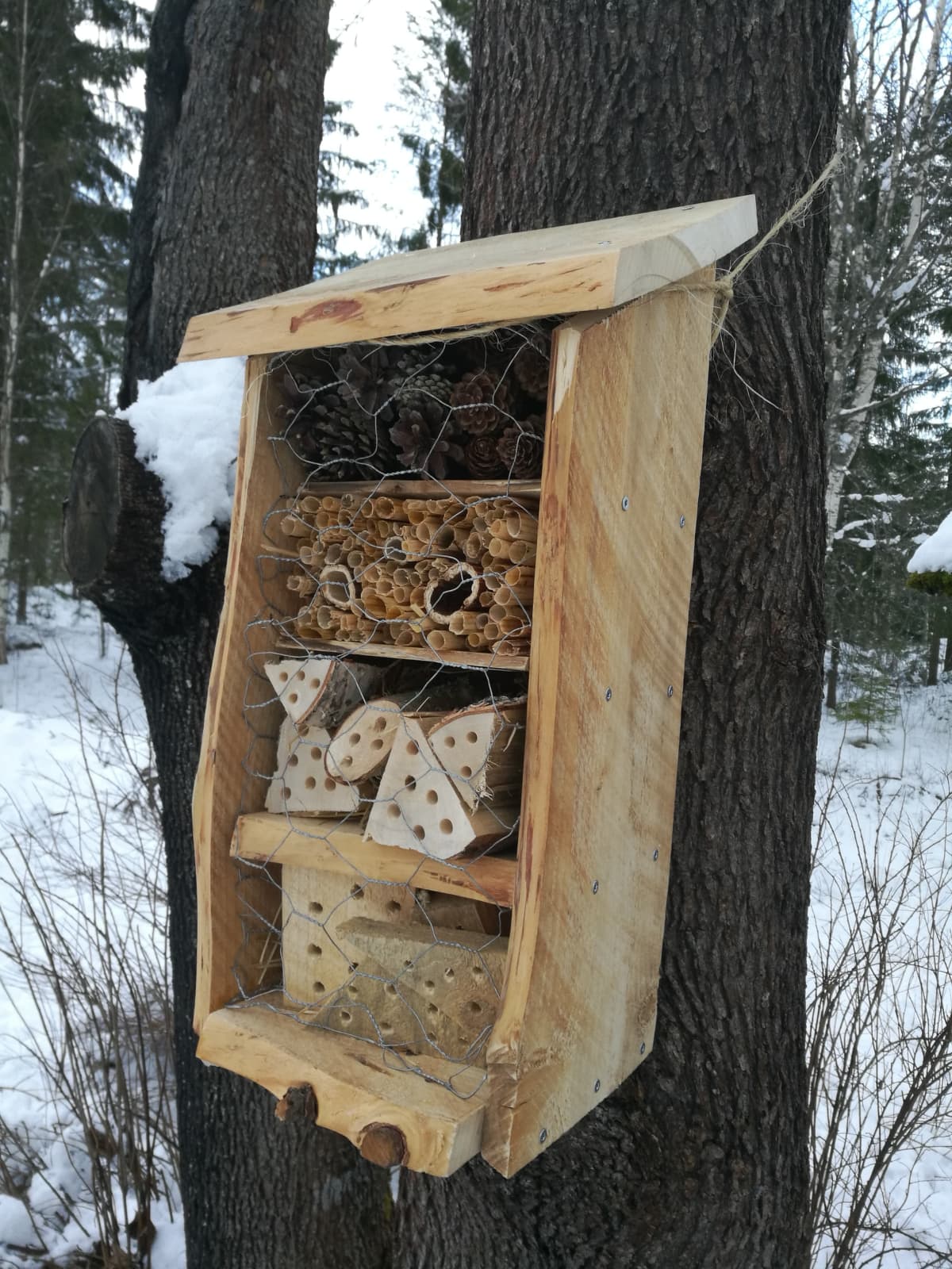 Hyönteishotelli kiinnitettynä puuhun