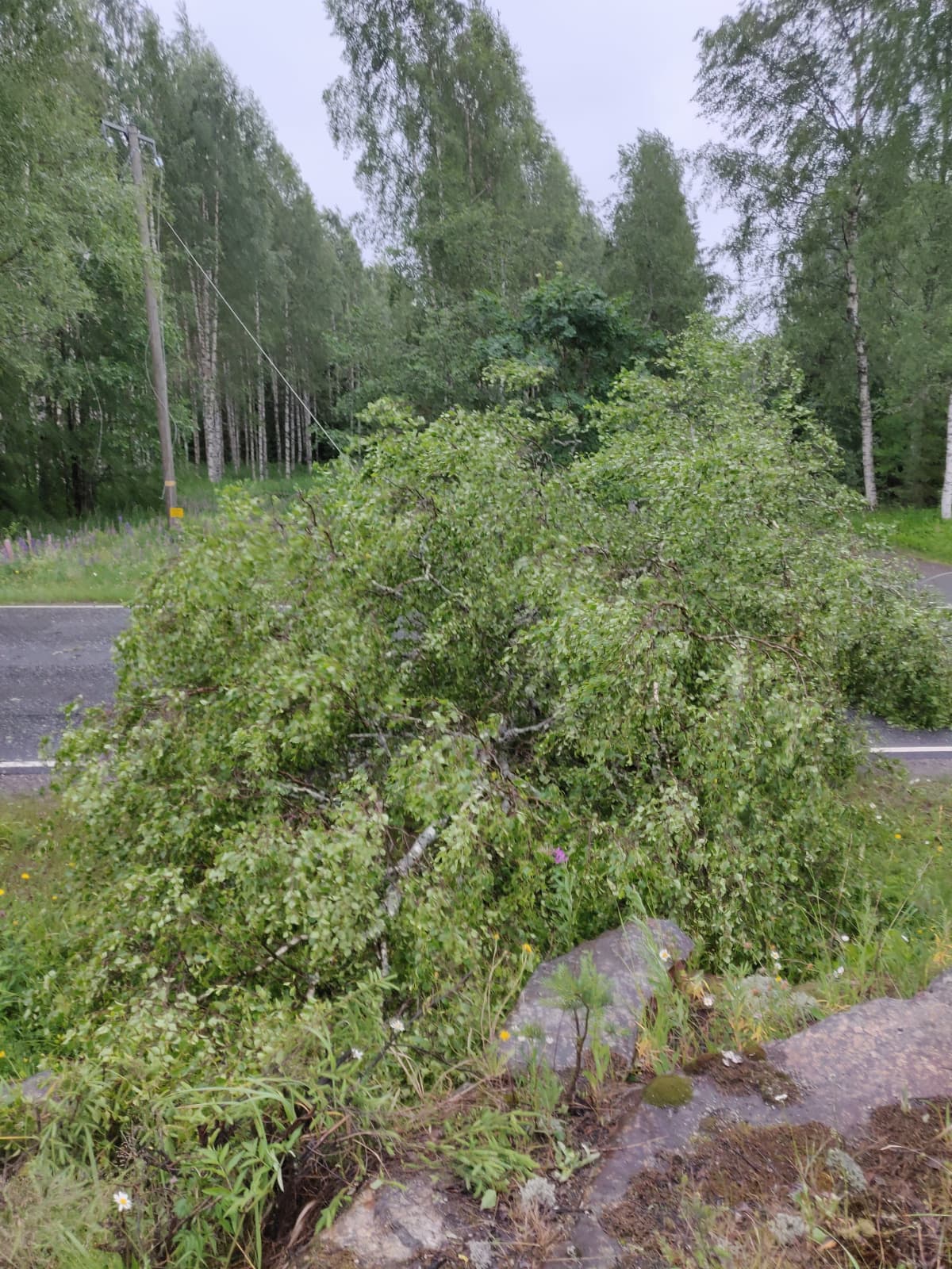 Kaatunut puu.