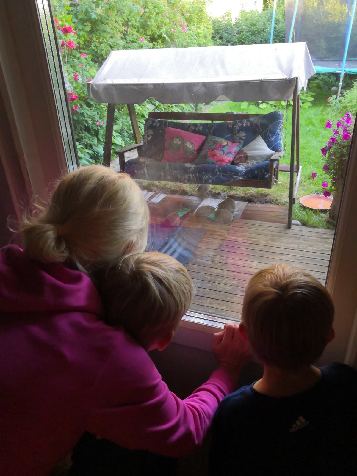 Lapset katselevat pihakeinun alla taapertavia siilejä.