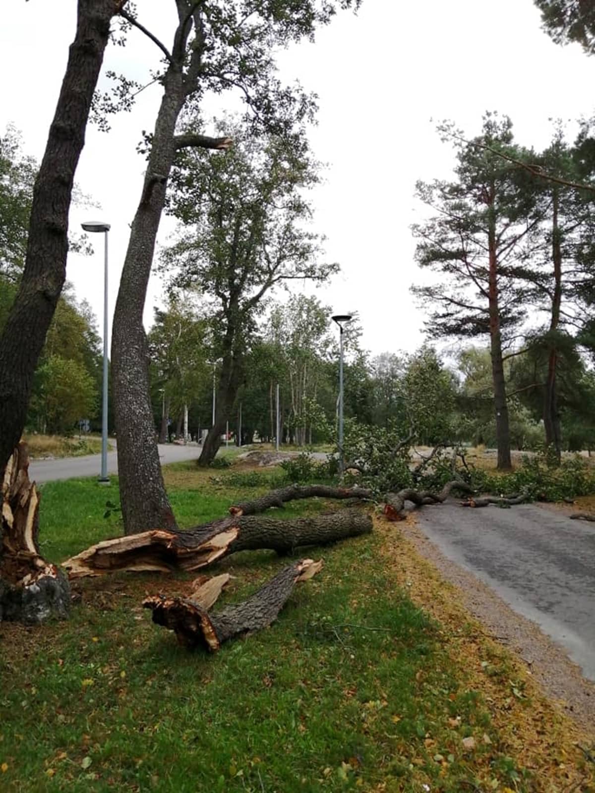 Aila-myrskyn jälkiä Raumalla